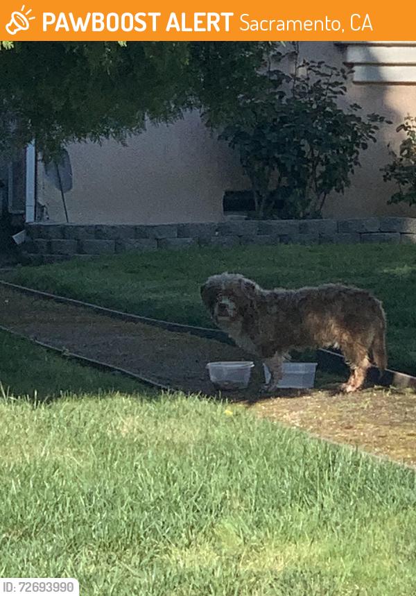 Found/Stray Unknown Dog last seen Southgate commercial , Sacramento, CA 95823