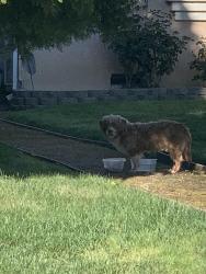 Found/Stray Unknown Dog last seen Southgate commercial , Sacramento, CA 95823