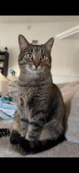Lost Male Cat last seen Rinconada Point Park, Albuquerque, NM 87120