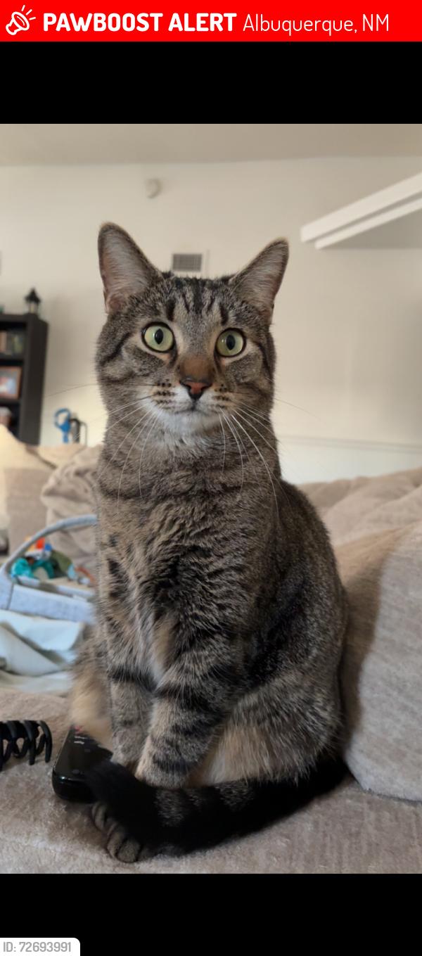 Lost Male Cat last seen Rinconada Point Park, Albuquerque, NM 87120
