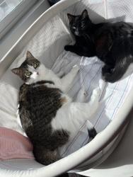 Lost Female Cat last seen Observed St, North Las Vegas, NV 89032