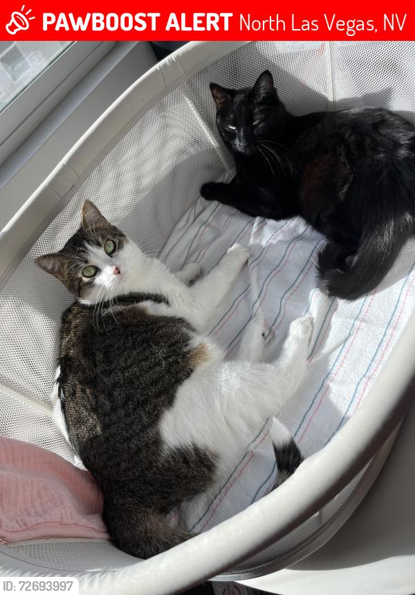 Lost Female Cat last seen Observed St, North Las Vegas, NV 89032