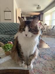 Lost Male Cat last seen North ridge middle school, North Richland Hills, TX 76148