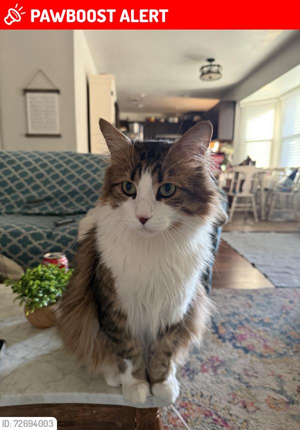 Lost Male Cat last seen North ridge middle school, North Richland Hills, TX 76148
