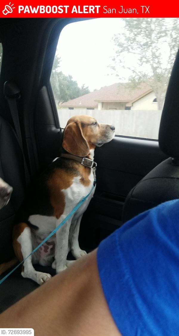 Lost Male Dog last seen Ridge Rd, San Juan, TX 78589
