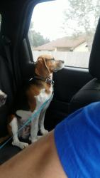 Lost Male Dog last seen Ridge Rd, San Juan, TX 78589