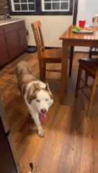 Found/Stray Male Dog last seen Clapp farm rd, Davidson County, NC 27295
