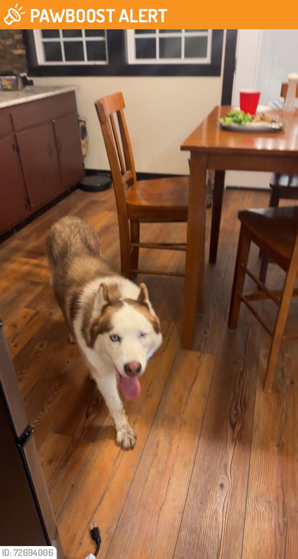 Found/Stray Male Dog last seen Clapp farm rd, Davidson County, NC 27295