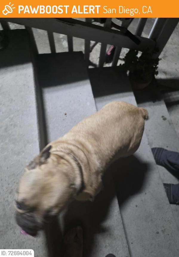 Found/Stray Male Dog last seen 25th street , San Diego, CA 92102
