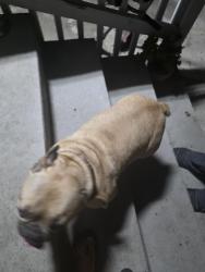 Found/Stray Male Dog last seen 25th street , San Diego, CA 92102