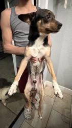 Found/Stray Male Dog last seen Near , Bakersfield, CA 93307