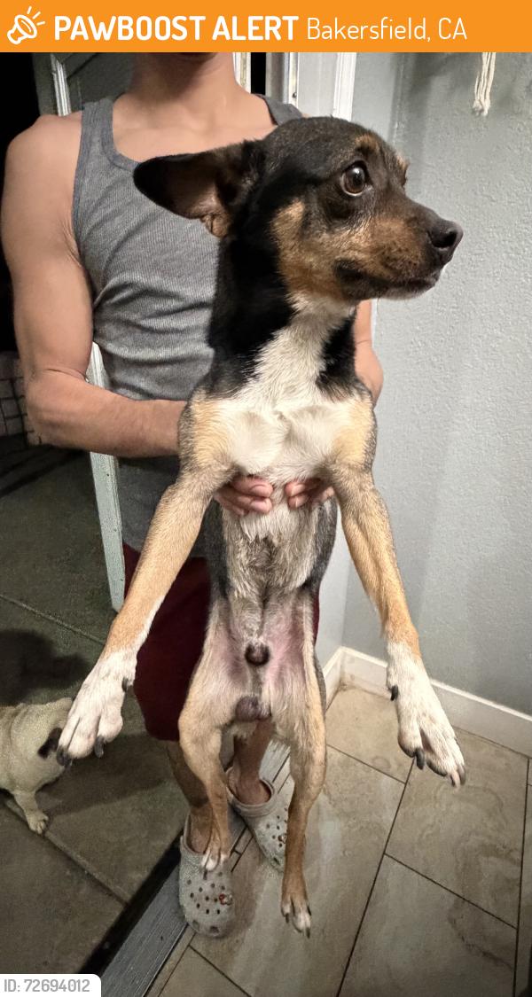 Found/Stray Male Dog last seen Near , Bakersfield, CA 93307