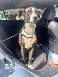 Found/Stray Female Dog last seen Bethany  and 23rd Ave , Phoenix, AZ 85015