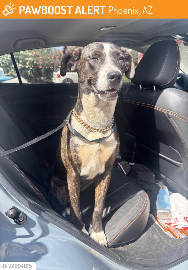 Found/Stray Female Dog last seen Bethany  and 23rd Ave , Phoenix, AZ 85015
