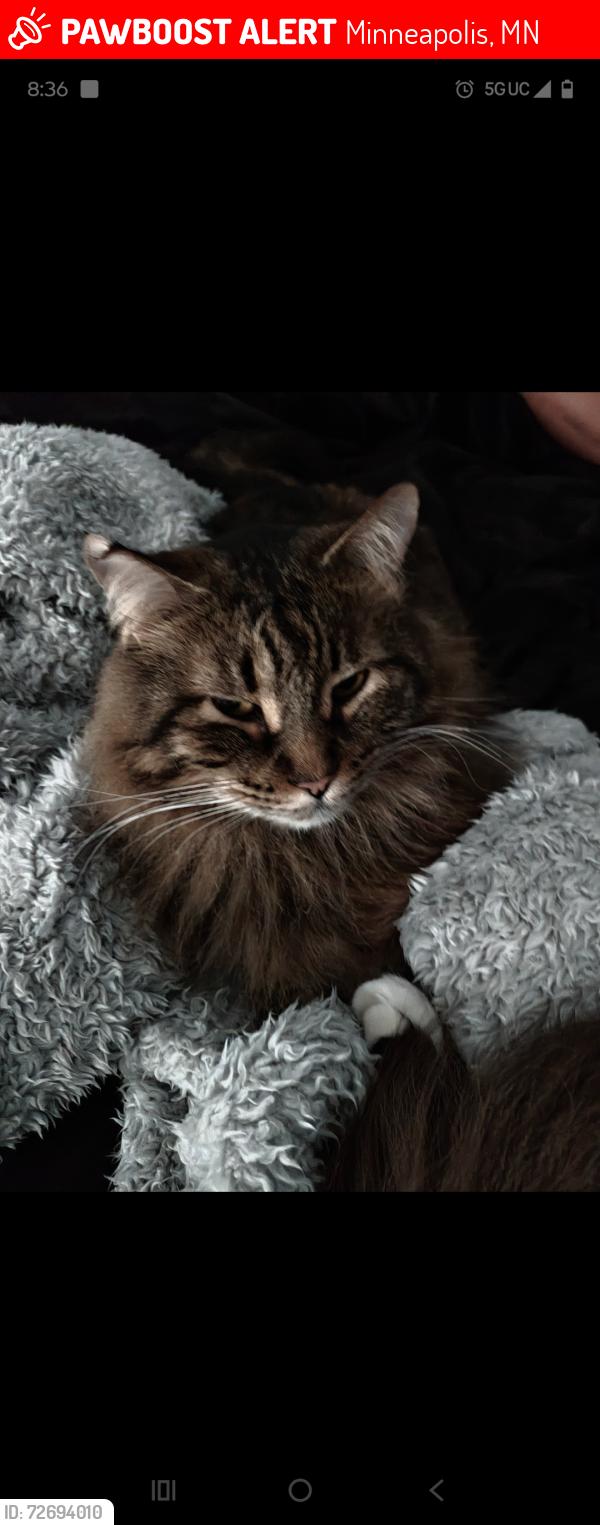 Lost Male Cat last seen Near Lyndale ave s, Minneapolis, MN 55405