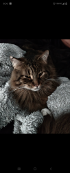 Lost Male Cat last seen Near Lyndale ave s, Minneapolis, MN 55405
