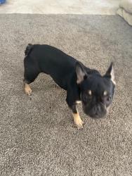 Lost Female Dog last seen Everglade Ave , Odessa, TX 79762