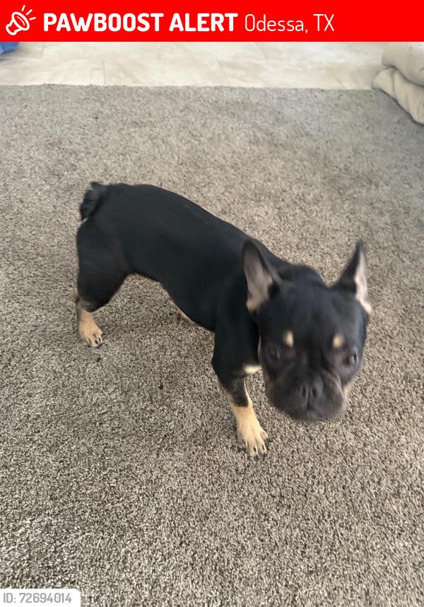 Lost Female Dog last seen Everglade Ave , Odessa, TX 79762