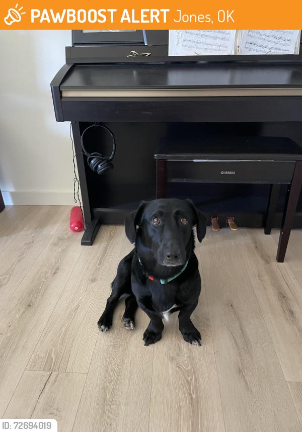 Found/Stray Male Dog last seen N Hiwassee Rd, between NE 3th6/50th, Jones, OK 73049