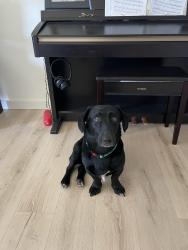 Found/Stray Male Dog last seen N Hiwassee Rd, between NE 3th6/50th, Jones, OK 73049
