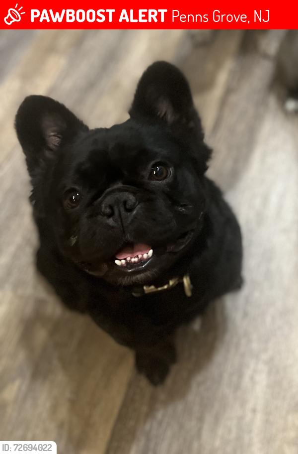Lost Male Dog last seen Torton and main st , Penns Grove, NJ 08069