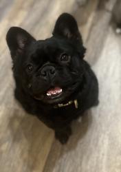Lost Male Dog last seen Torton and main st , Penns Grove, NJ 08069