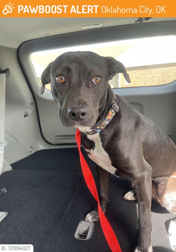 Found/Stray Female Dog last seen Near SW 15th and Agnew, Oklahoma City, OK 73108
