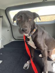 Found/Stray Female Dog last seen Near SW 15th and Agnew, Oklahoma City, OK 73108