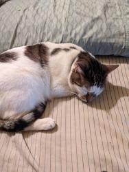 Lost Male Cat last seen 40th Ave and 10th St, Queens, NY 11101