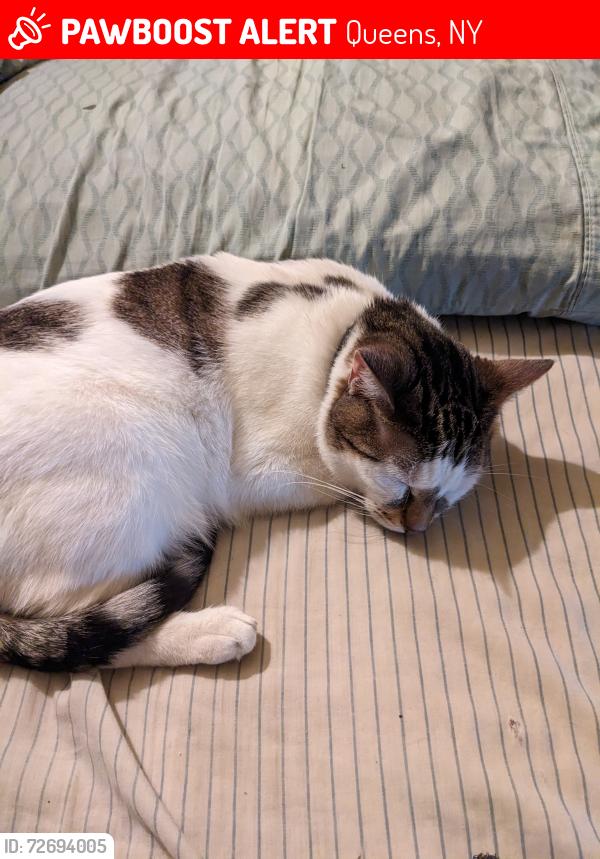 Lost Male Cat last seen 40th Ave and 10th St, Queens, NY 11101