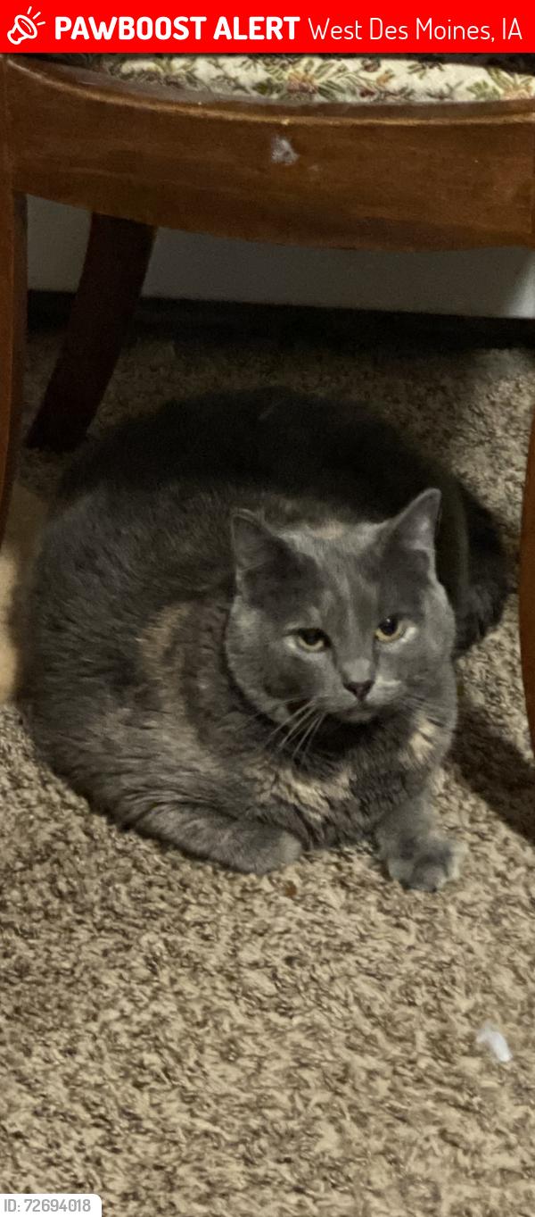 Lost Female Cat last seen Near mills civic parkway west Des Moines , West Des Moines, IA 50266