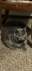Lost Female Cat last seen Near mills civic parkway west Des Moines , West Des Moines, IA 50266
