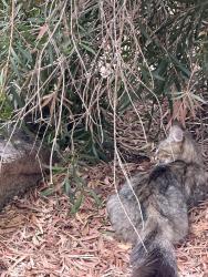 Found/Stray Female Cat last seen Near keeble way Balga, Balga, WA 6061