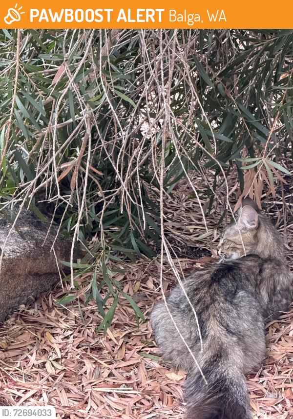 Found/Stray Female Cat last seen Near keeble way Balga, Balga, WA 6061
