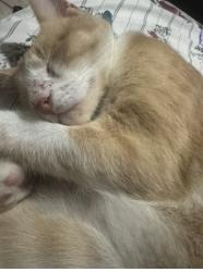 Lost Male Cat last seen Santa ana, Dallas, TX 75228