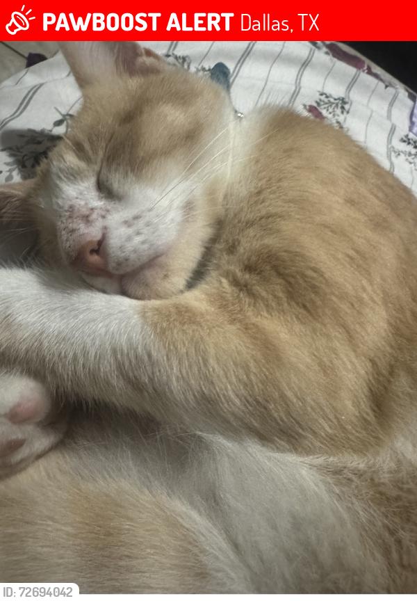 Lost Male Cat last seen Santa ana, Dallas, TX 75228