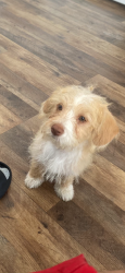 Lost Female Dog last seen Roosevelt blvd Metaire La , Metairie, LA 70003