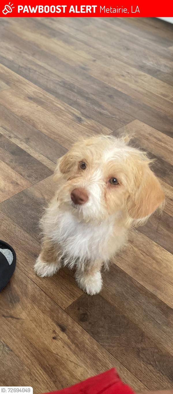 Lost Female Dog last seen Roosevelt blvd Metaire La , Metairie, LA 70003