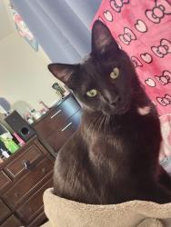 Lost Female Cat last seen Near lomitas ave , South San Francisco, CA 94080