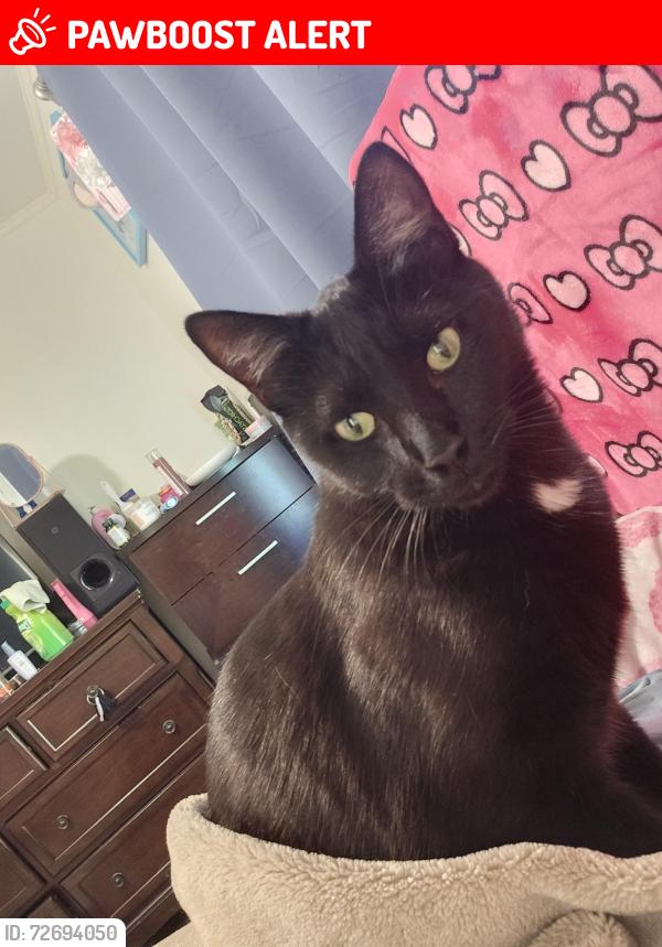 Lost Female Cat last seen Near lomitas ave , South San Francisco, CA 94080