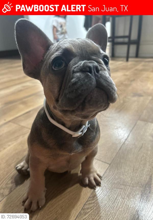 Lost Male Dog last seen Near Washingtonia Palm by 495 , San Juan, TX 78589