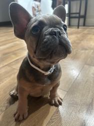 Lost Male Dog last seen Near Washingtonia Palm by 495 , San Juan, TX 78589