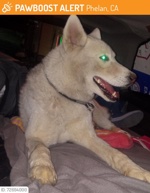 Found/Stray Male Dog last seen cleghorn OHV area hwy 138 approximately 2 miles away and wagon train road phelan, Phelan, CA 92371
