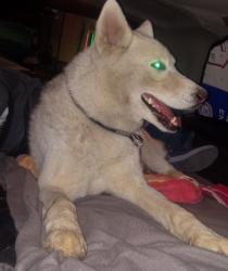 Found/Stray Male Dog last seen cleghorn OHV area hwy 138 approximately 2 miles away and wagon train road phelan, Phelan, CA 92371