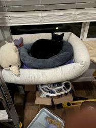 Lost Female Cat last seen Oceanside Blvd and Temple Heights Dr , Oceanside, CA 92056