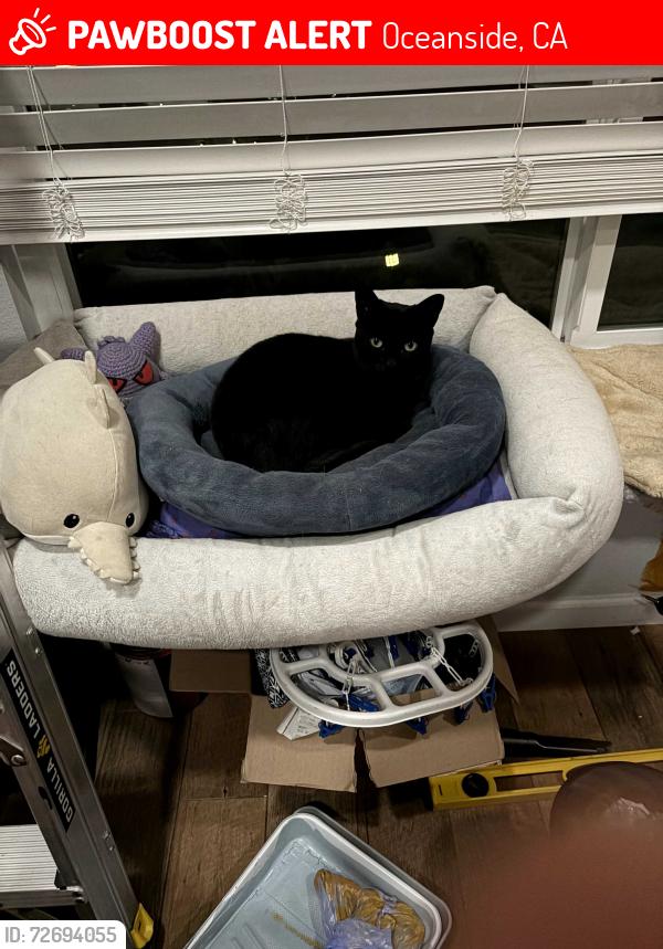 Lost Female Cat last seen Oceanside Blvd and Temple Heights Dr , Oceanside, CA 92056