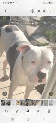 Lost Male Dog last seen 59th Street pipeline trail, Tacoma, WA 98404
