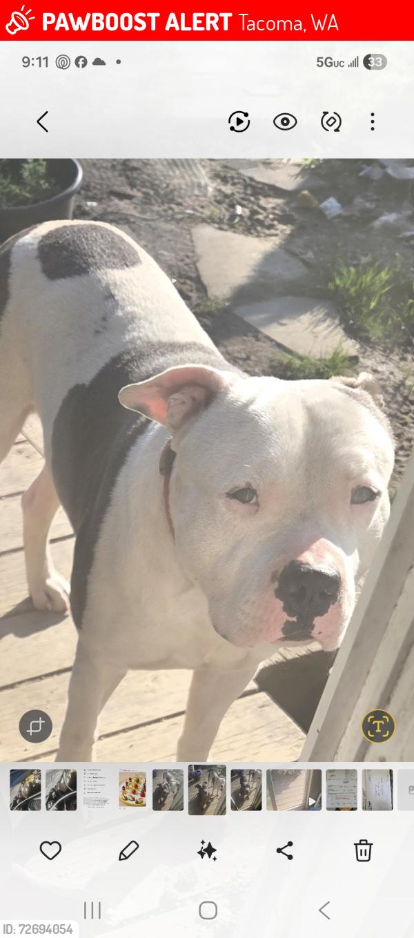 Lost Male Dog last seen 59th Street pipeline trail, Tacoma, WA 98404