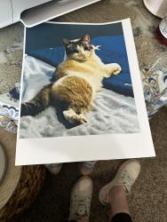 Lost Female Cat last seen Park like near bath , East Lansing, MI 48823