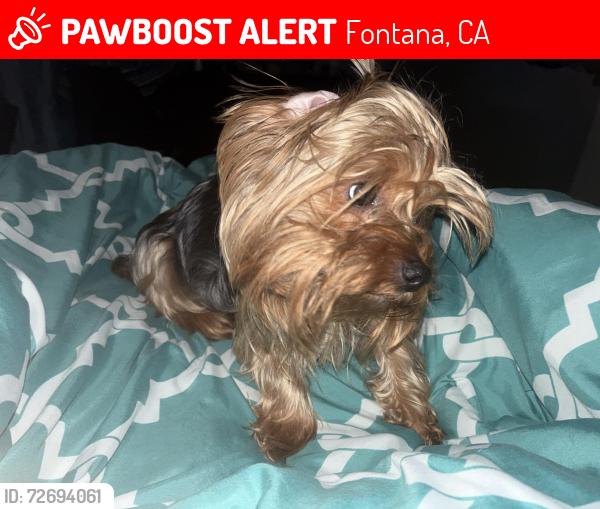 Lost Female Dog last seen Merrill avenue & hemlock avenue, Fontana, CA 92335